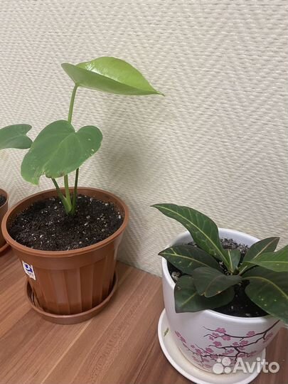 Комнатные цветы с горшками