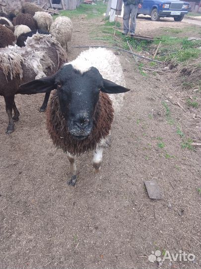 Продам баранов породы Дорпер