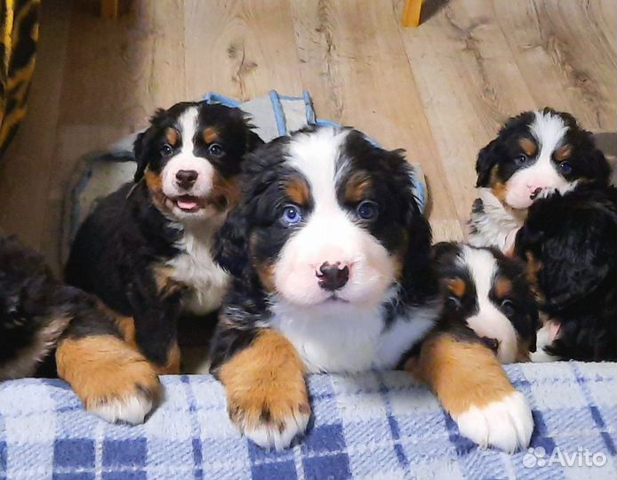 Щенки Бернский зенненхунд