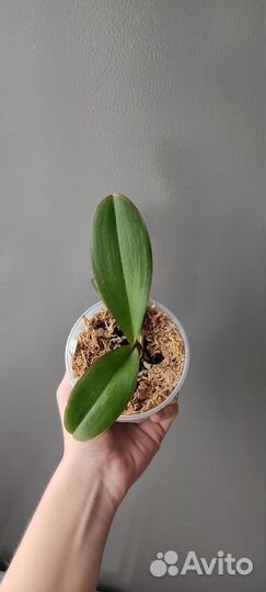 Орхидея бабочка