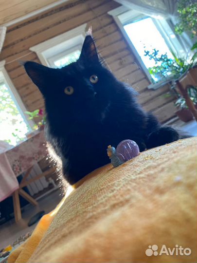Отдам кота в добрые руки
