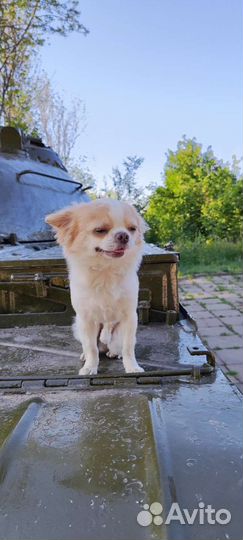 Вязка кобель чихуахуа