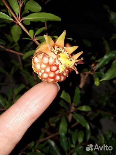 Семена Гранат комнатный