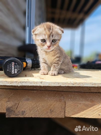 Кошка вислоухая