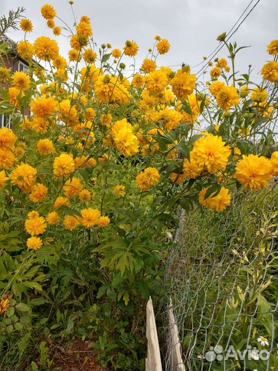 Многолетние цветы