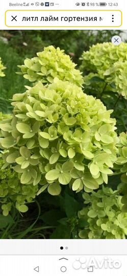 Гортензия саженцы