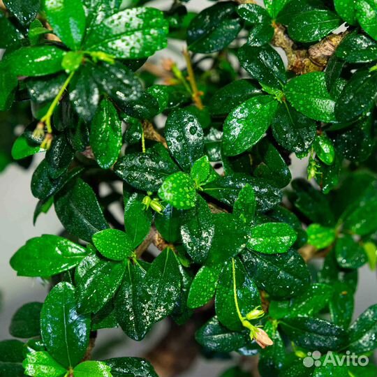 Дерево Бонсай - Кармона 12-13 лет (высота 45см)