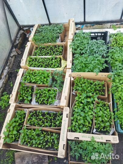 Продаётся рассада