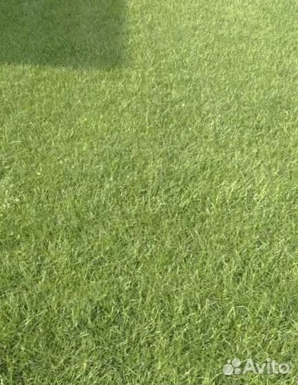 Рулонный газон