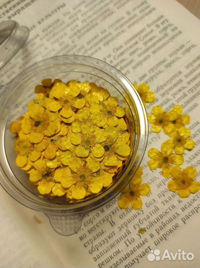 Сухоцветы для творчества