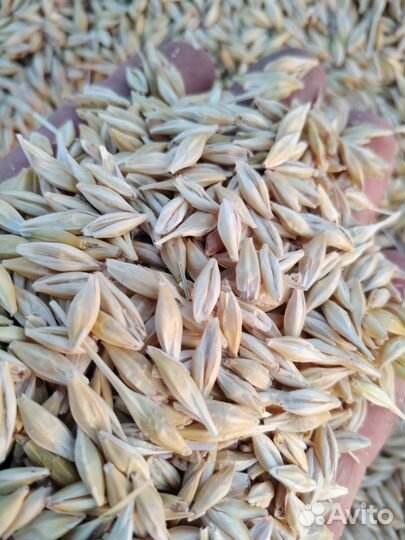 Зерно ячмень