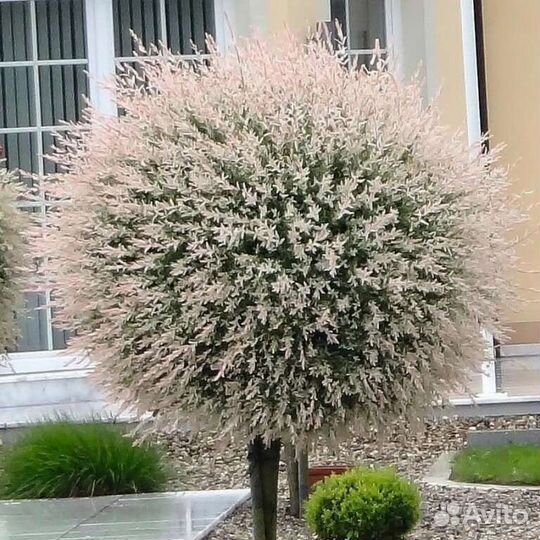 Ива Хакура Нишики