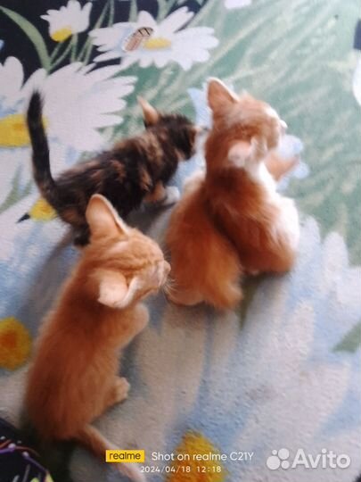 Котята в добрые руки