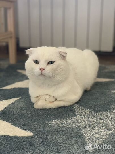 Кот шотландец вязка