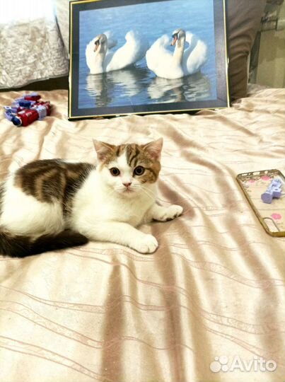 Шоколадный мраморный арлекин