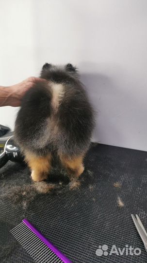 Грумер стрижка собак