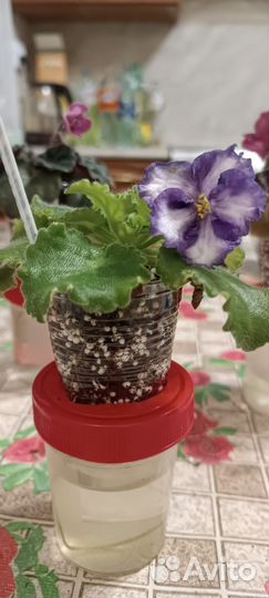 Фиалки сортовые