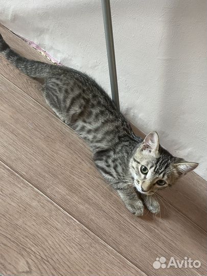 Отдам котенка