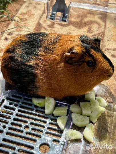 Морская свинка с клеткой