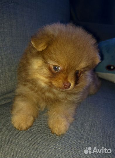 Щенки шпица