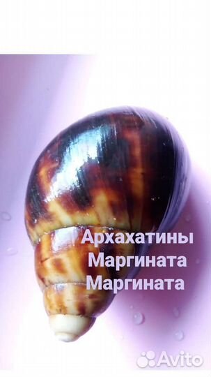 Архахатины