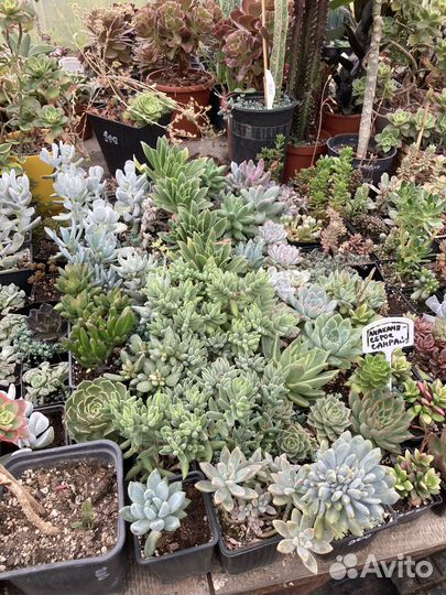 Теплица с суккулентами