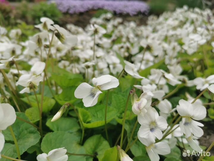 Фиалка мотыльковая (Viola papilionacea)