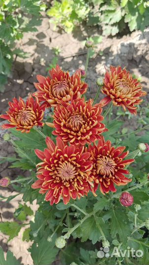 Цветущие кусты хризантем