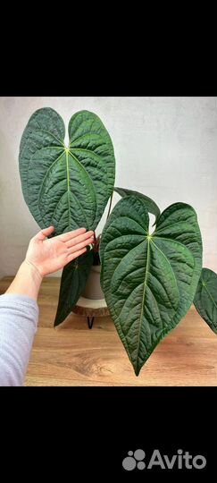 Антуриум Regale X Luxurianis d 10