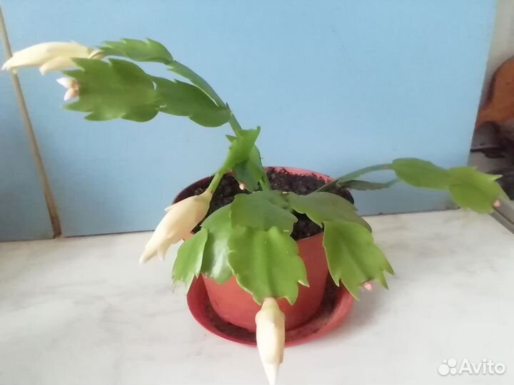 Декабрист комнатное растение