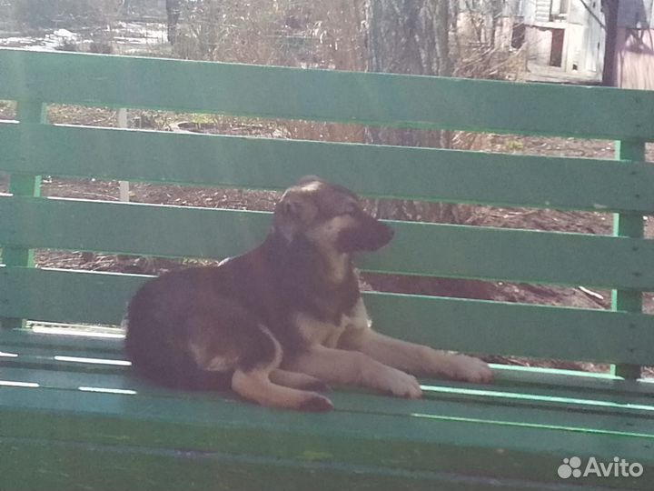 Собака в добрые руки