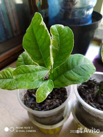 Привитые цитрусы