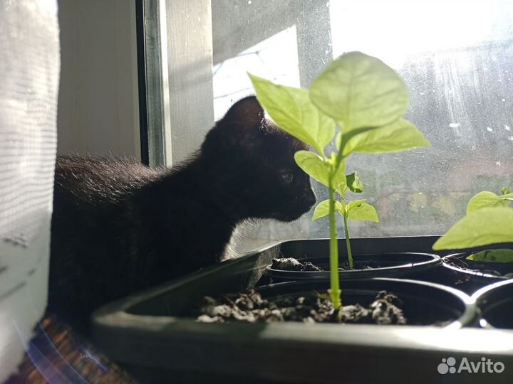 Котенок в добрые руки