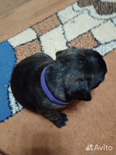 Французский бульдог щенки