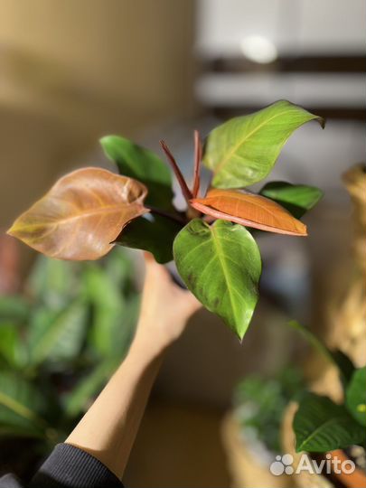 Филодендрон