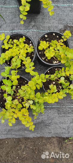 Вербейник монетчатый ауреа