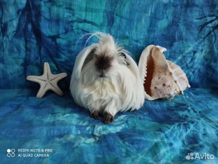 Морская свинка красавчик Олаф