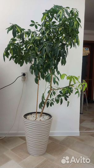 Растения цветы