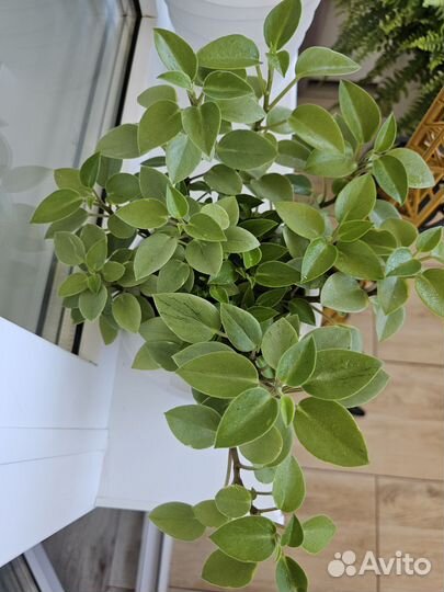 Пеперомия пикси лайм