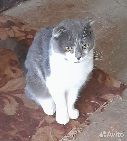 Кошка