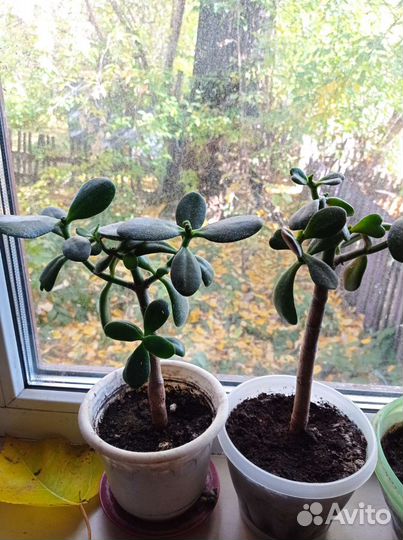 Толстянка денежное дерево