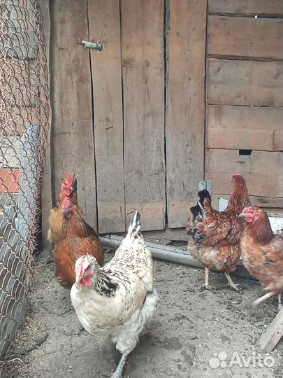 Куры домашние, возраст 1год