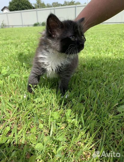 Кошка в дар бесплатно