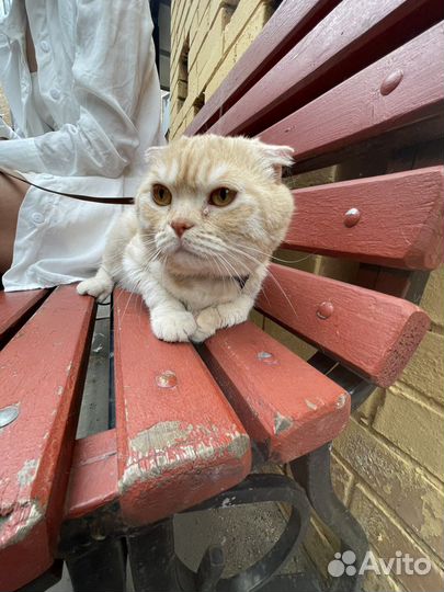 Шотландская вислоухая кошка бесплатно