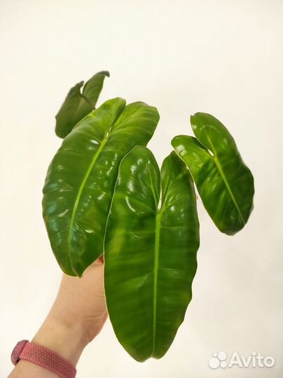 Филодендроны