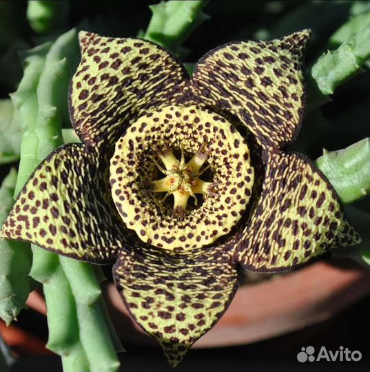 Эдитколея, Орбея, Стапелия