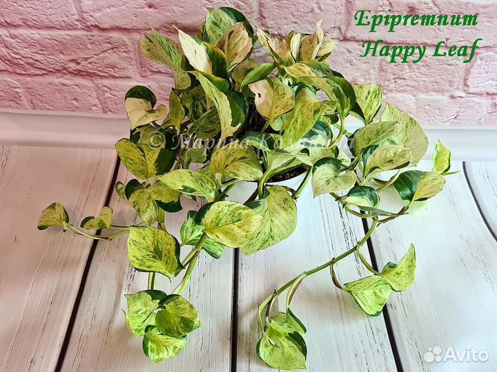Эпипремнум Happy Leaf
