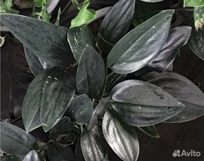 Эпипремнум Н - Джой, Дарк Форм