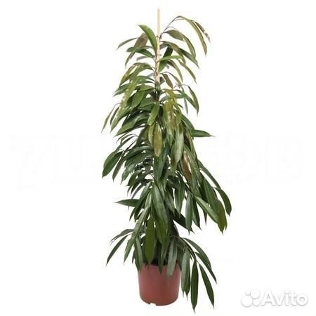 Стильные растения