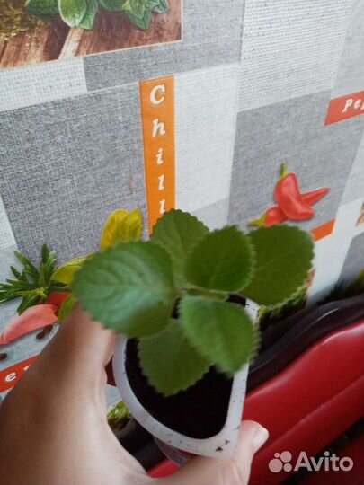 Мята домашняя